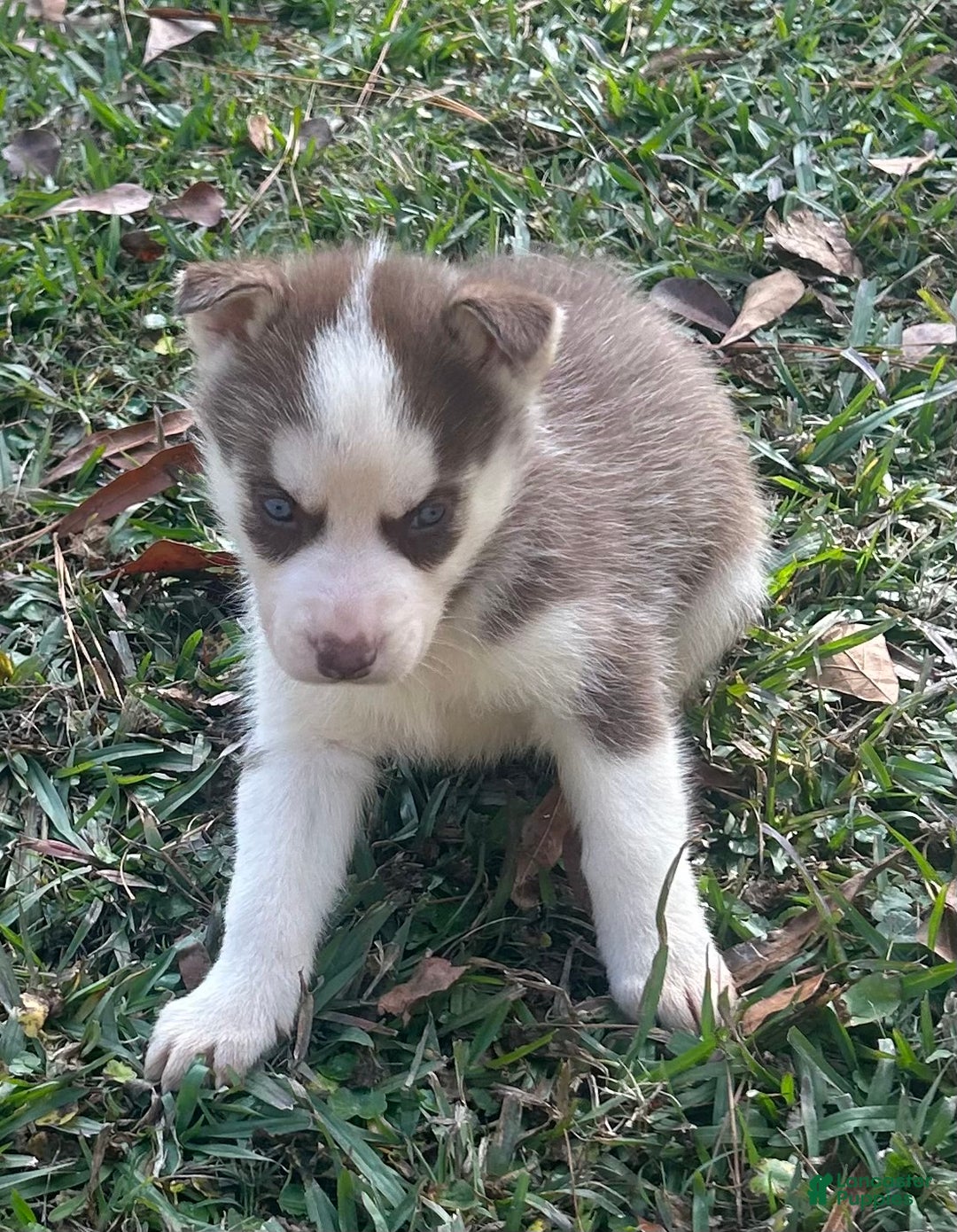 Siberian Husky dogs for sale: Shania - Ad 1