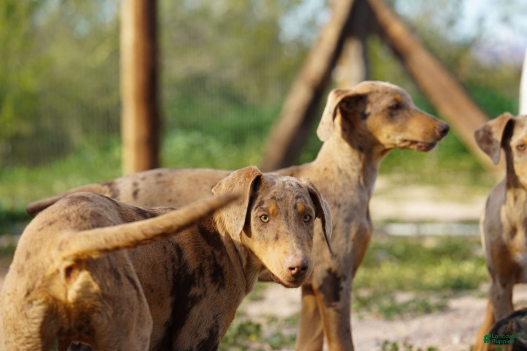 Mixed Breed dogs for sale: Lilac Fawn Merle M1 RT - Ad 30