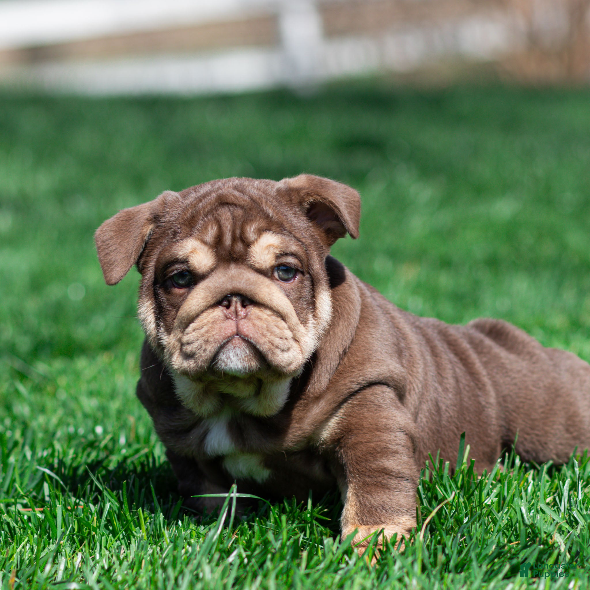 English Bulldog dogs Sable Manroe English Bulldog Puppy  - Ad 1