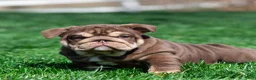 English Bulldog dogs for sale: Sable Manroe English Bulldog Puppy  - Ad 14