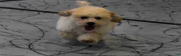 Maltipoo dogs for sale: Franklin 🐶 - Ad 7