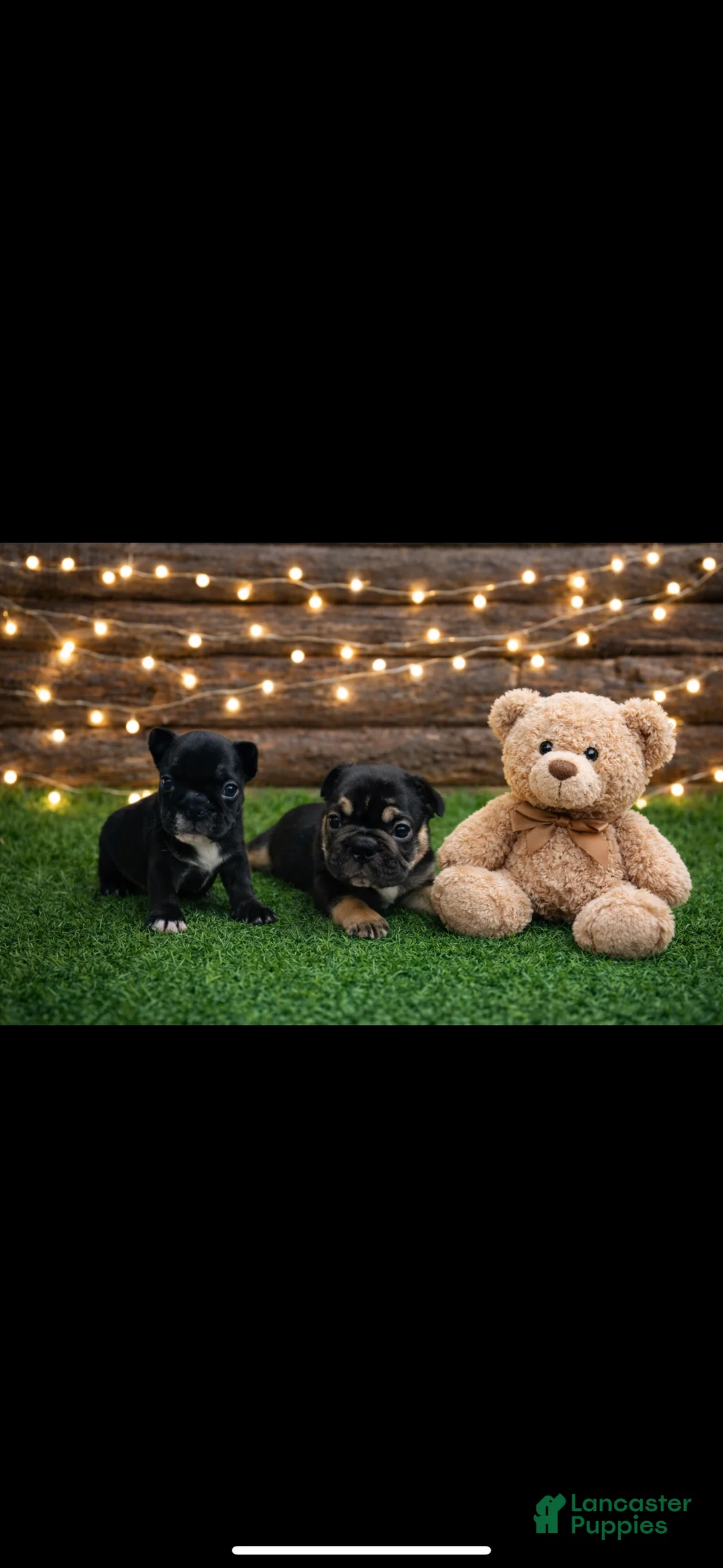 French Bulldog dogs for sale: French Bulldog Puppy 4 - Ad 2