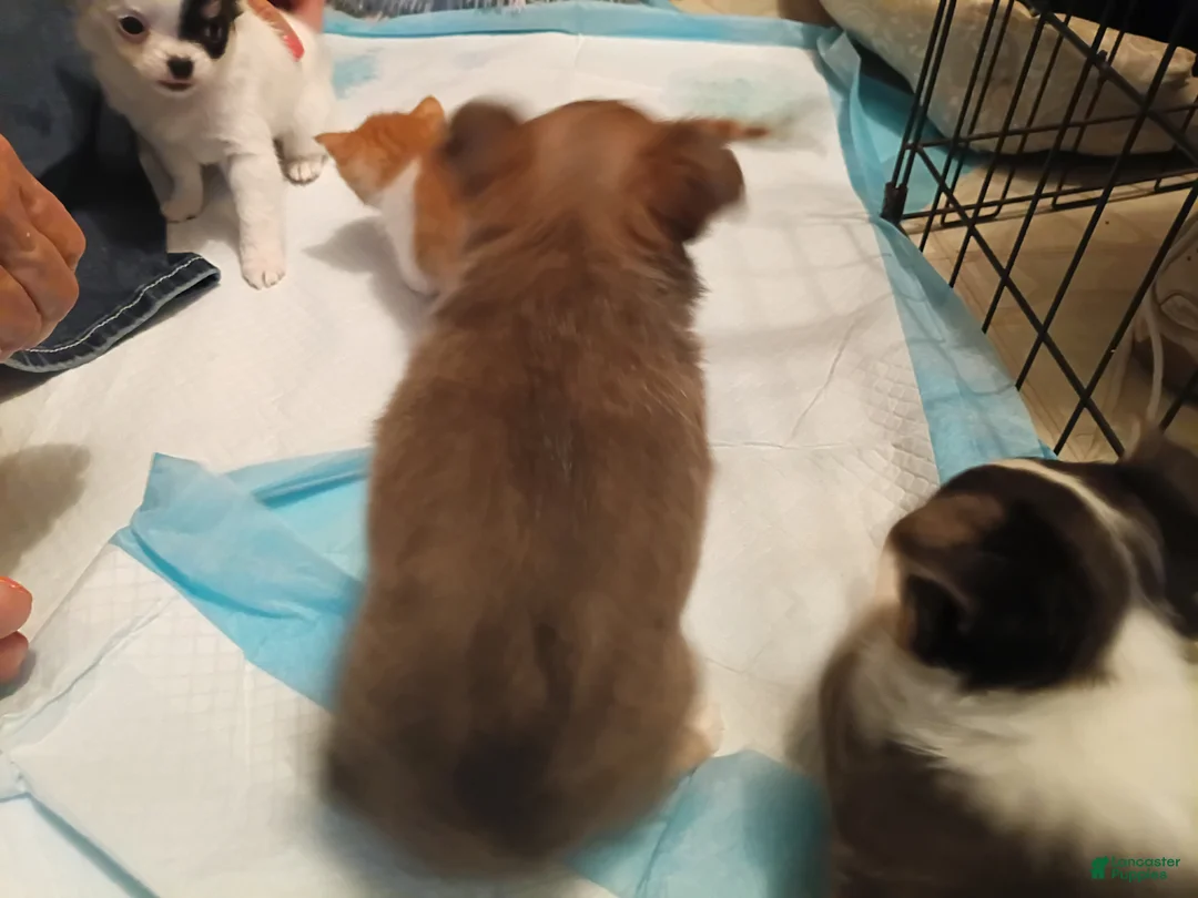 Chihuahua dogs for sale: Chihuahua 2 - Ad 1