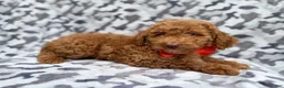 Cockapoo dogs for sale: Rover - Ad 5