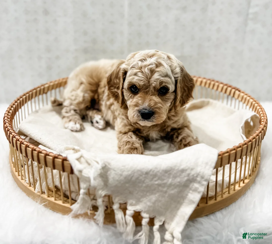 Cavapoo dogs for sale: Remi - Ad 7