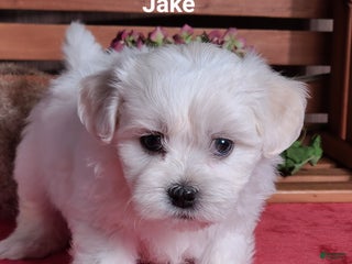 Teddy Bear dogs - Ad 15