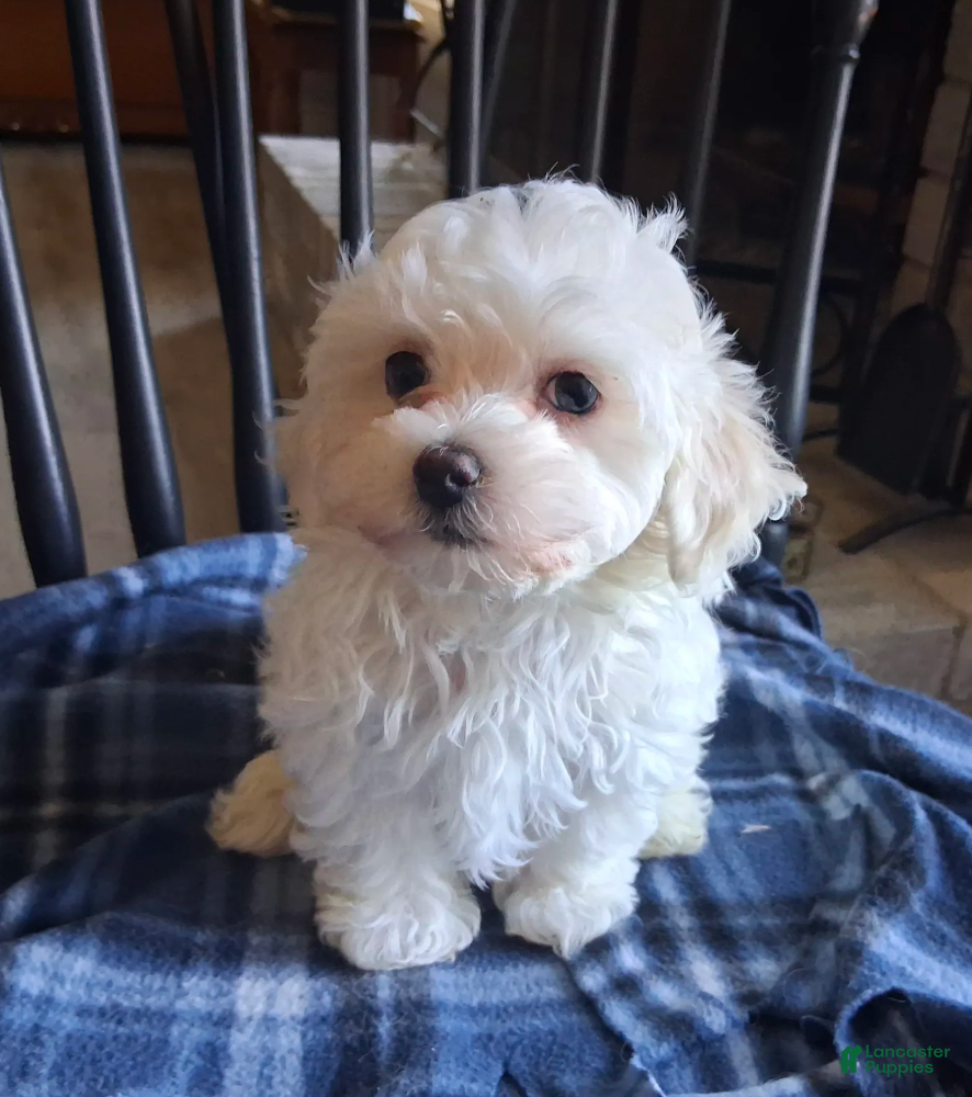 Maltipoo dogs for sale: Noah - Ad 1