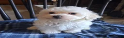 Maltipoo dogs for sale: Noah - Ad 1