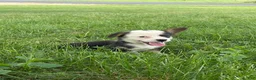 Welsh Corgi Pembroke dogs for sale: Welsh Corgi Pembroke 3 - Ad 7