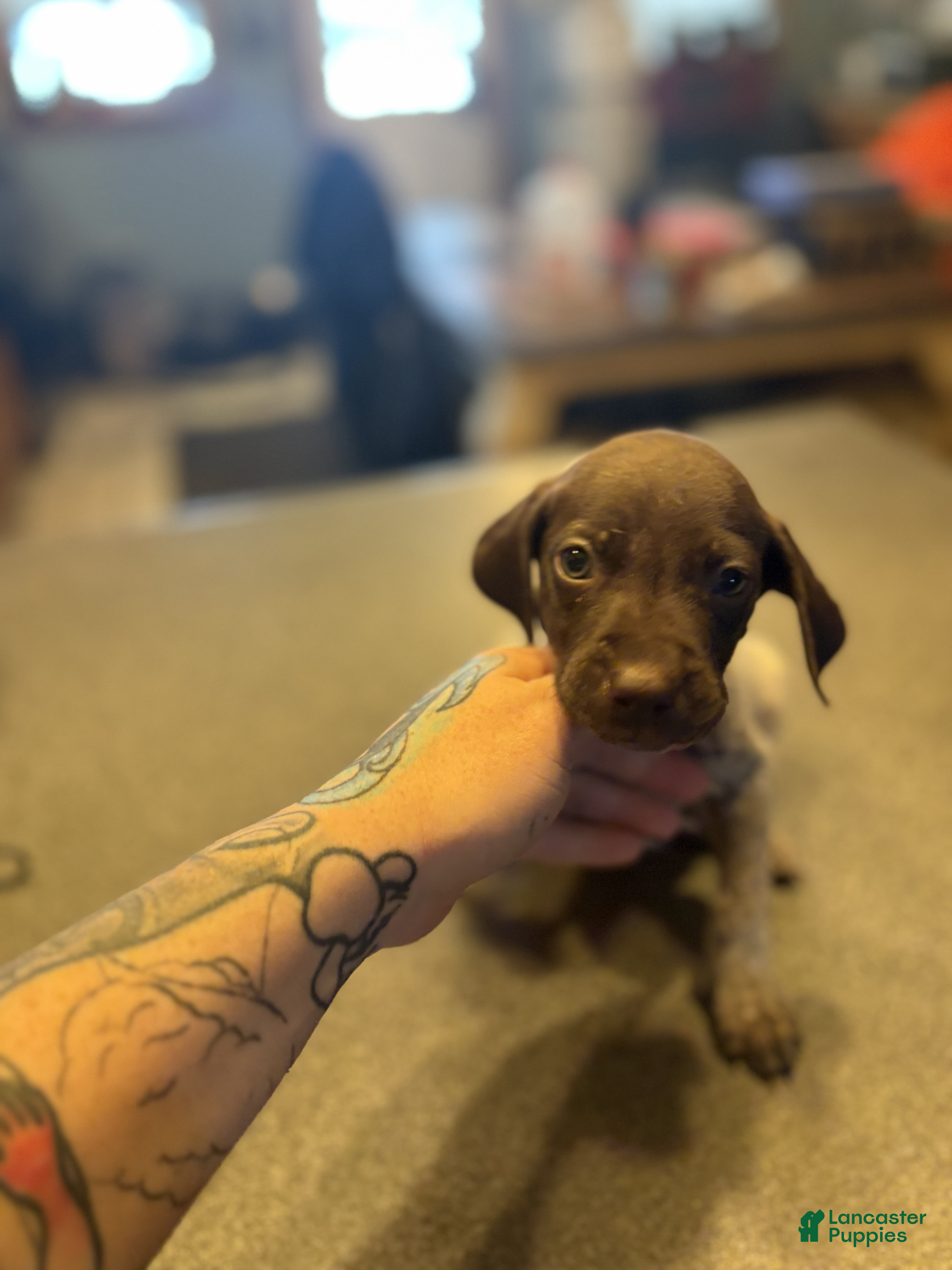 German Shorthaired Pointer dogs Finch - Ad 2