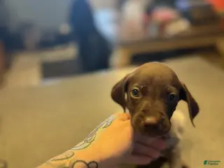 German Shorthaired Pointer dogs Finch - Ad 2