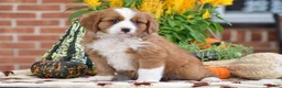 Miniature Bernese Mountain Dog dogs for sale: Lucas - Ad 2