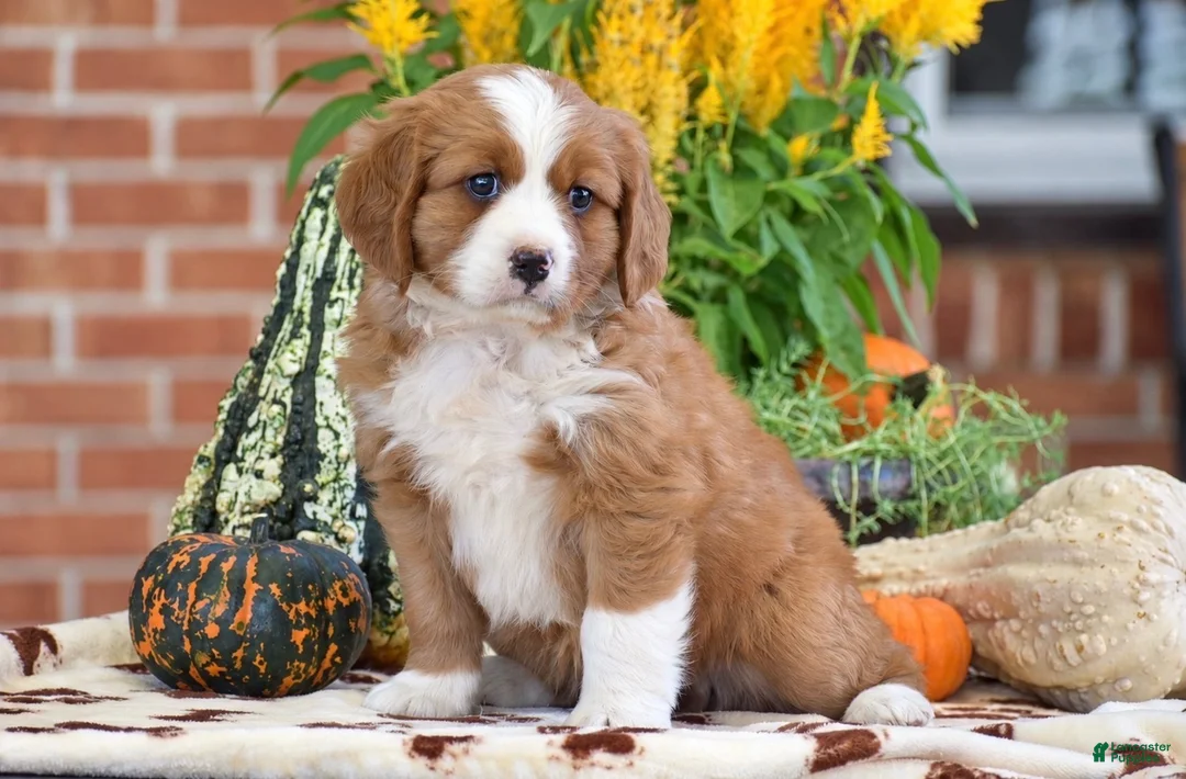 Miniature Bernese Mountain Dog dogs for sale: Lucas - Ad 2