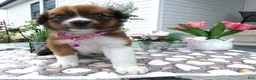 Mixed Breed dogs for sale: Mixed Breed 3 Dana - Ad 4