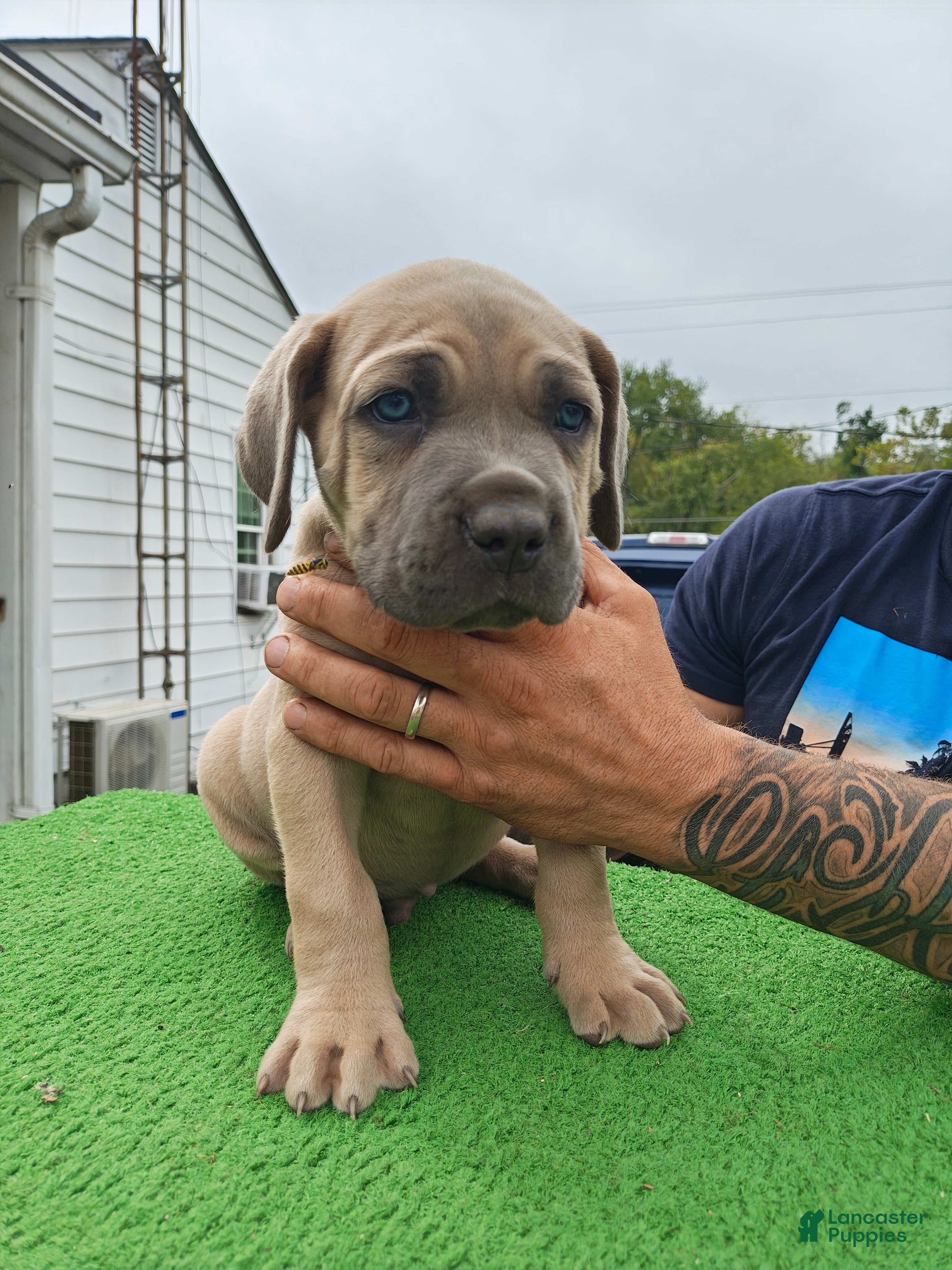 Cane Corso dogs Cane Corso Puppy 3 - Navy - Ad 21