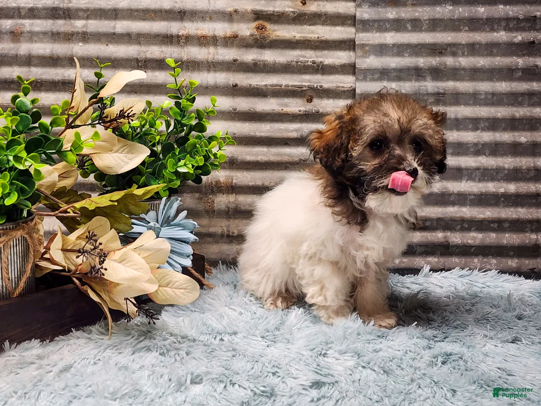 Havapoo dogs for sale: Mary - Ad 3