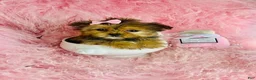 Mixed Breed dogs for sale: Mixed Breed Puppy 1 - Ad 1