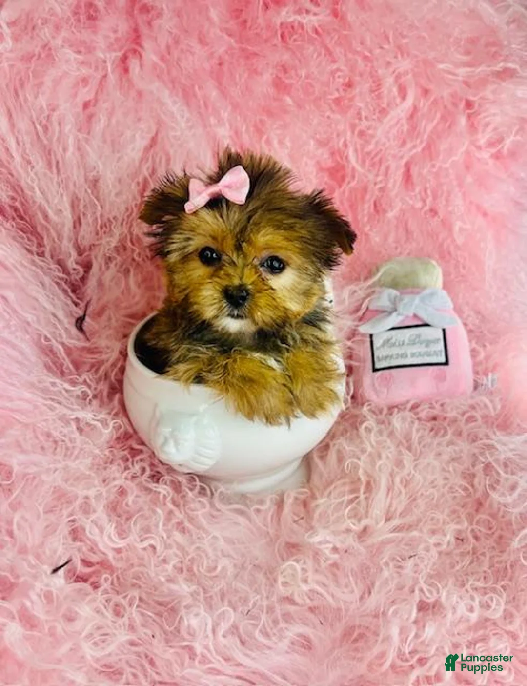 Mixed Breed dogs for sale: Mixed Breed Puppy 1 - Ad 1