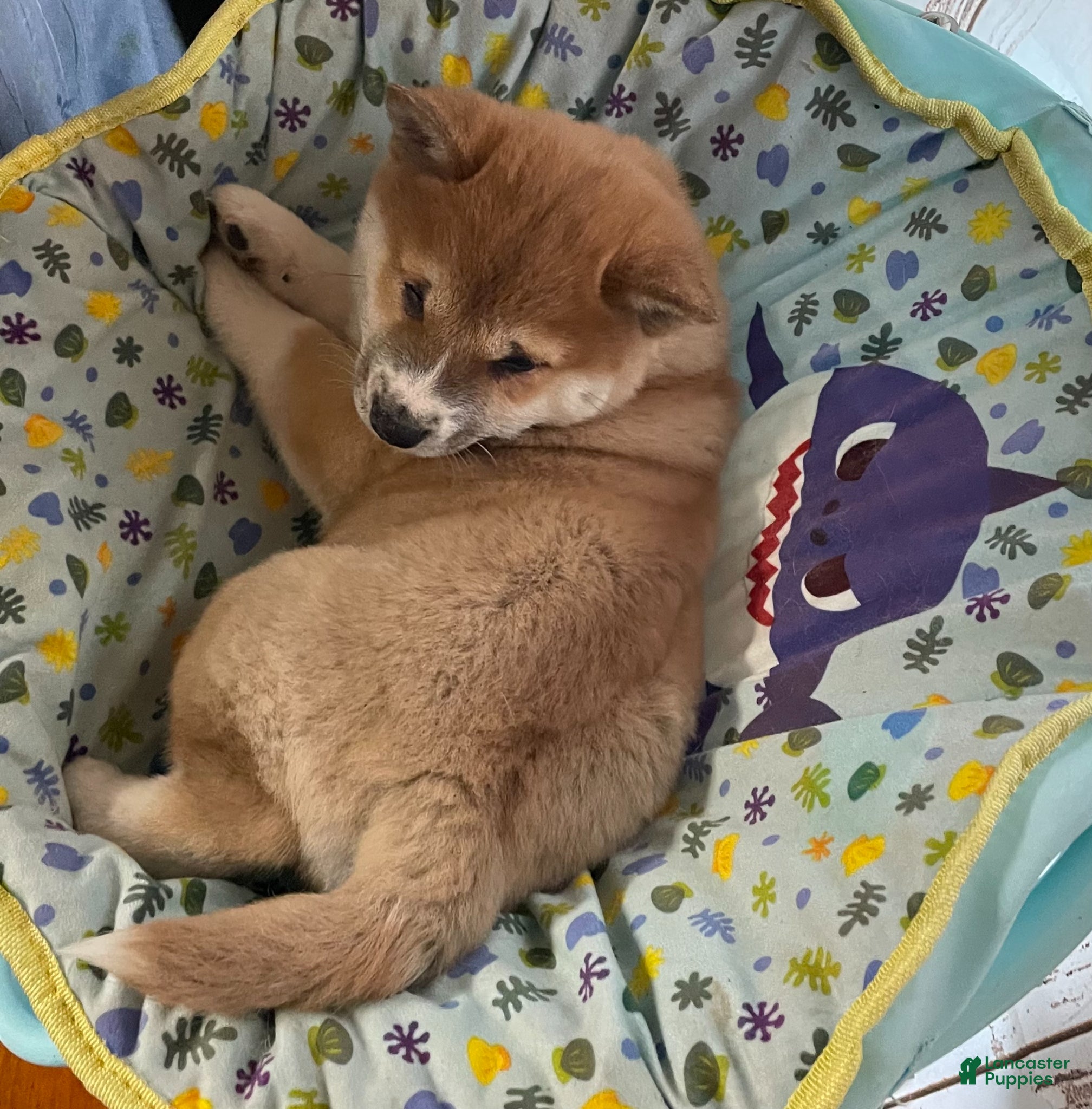 Shiba Inu dogs Big Boy - Ad 2