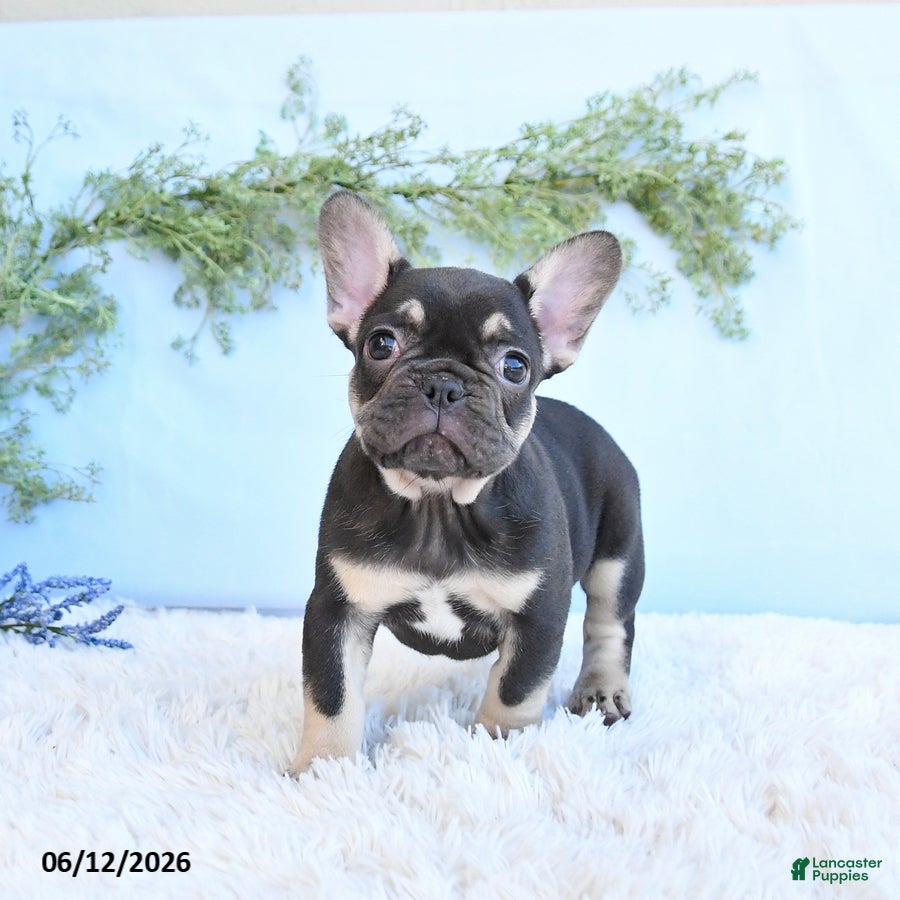 French Bulldog dogs Gracie - Ad 1