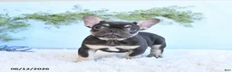 French Bulldog dogs for sale: Gracie - Ad 1