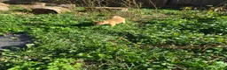 Shiba Inu dogs for sale: Shrimp - Ad 7