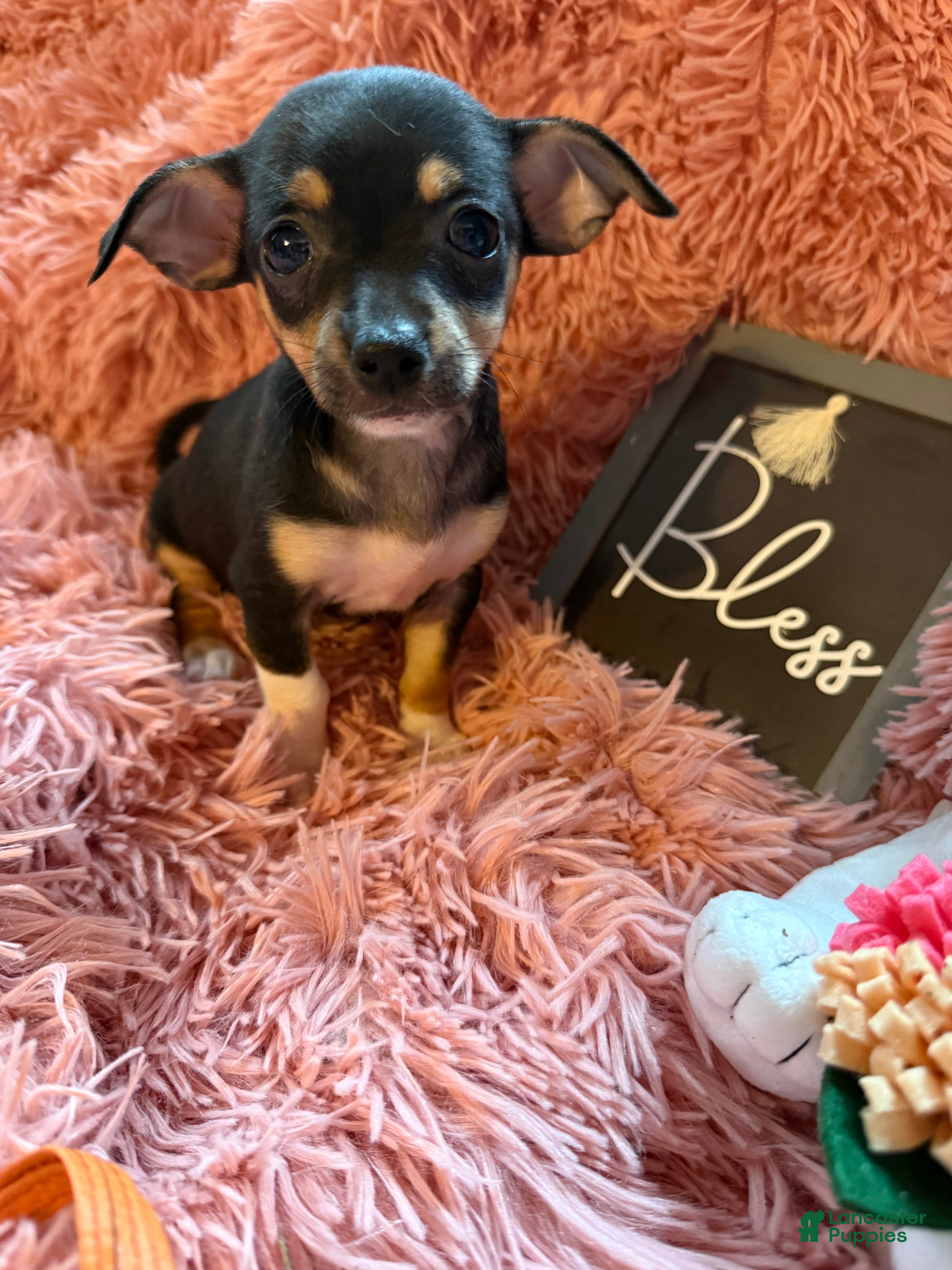 Chihuahua dogs Teacup Roxie - Ad 1