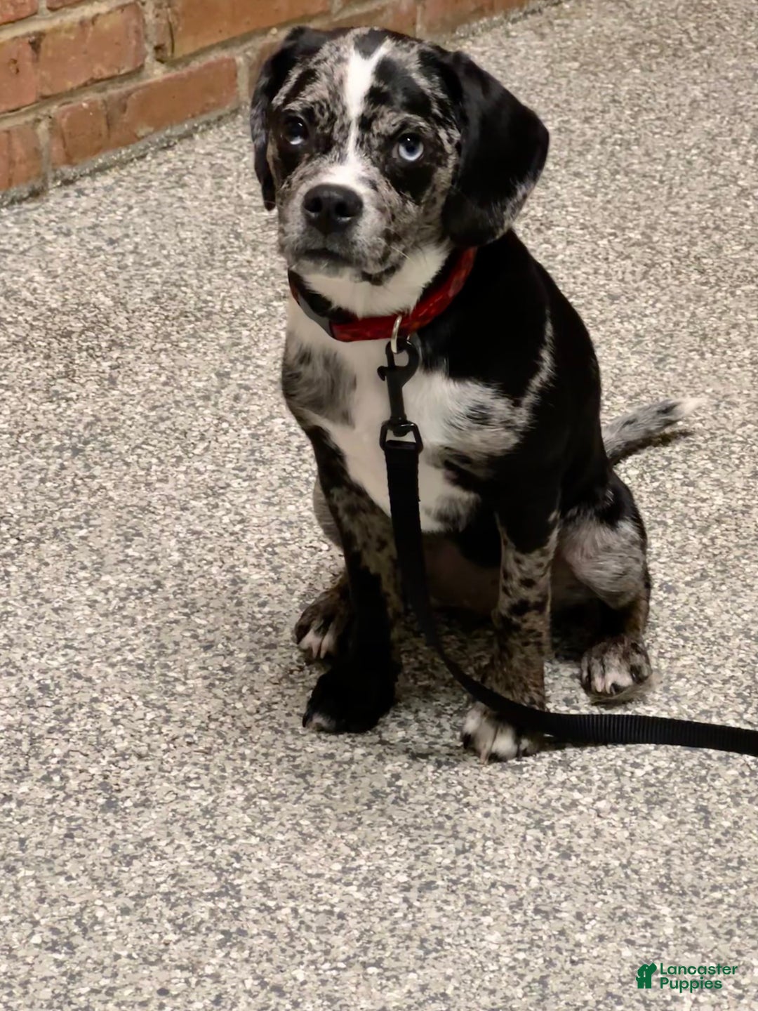 Puggle dogs for sale: Puggle Puppy 1 - Ad 3