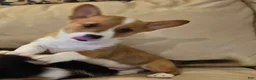 Mixed Breed dogs for sale: Orpheus - Ad 55