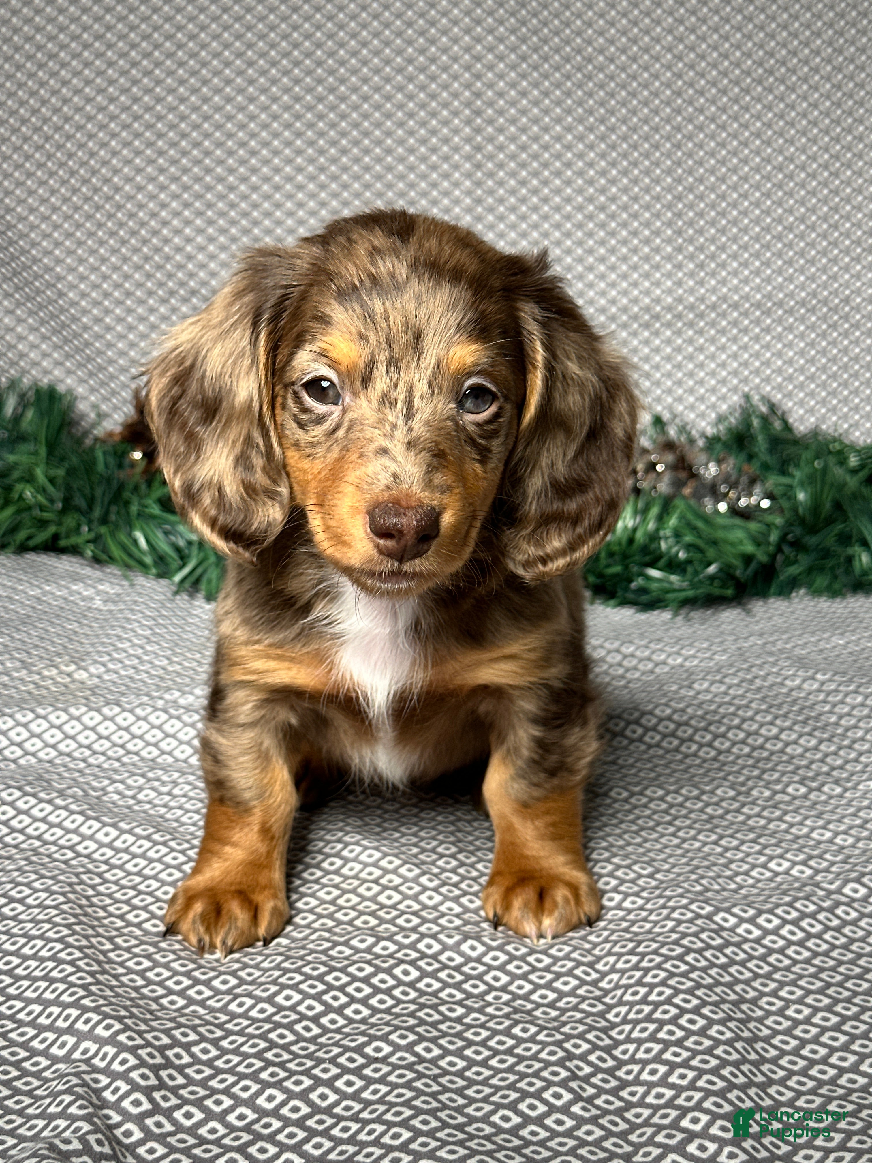 Miniature Dachshund dogs Lily - Ad 14