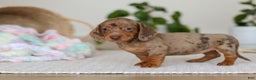 Miniature Dachshund dogs for sale: Bella - Ad 6