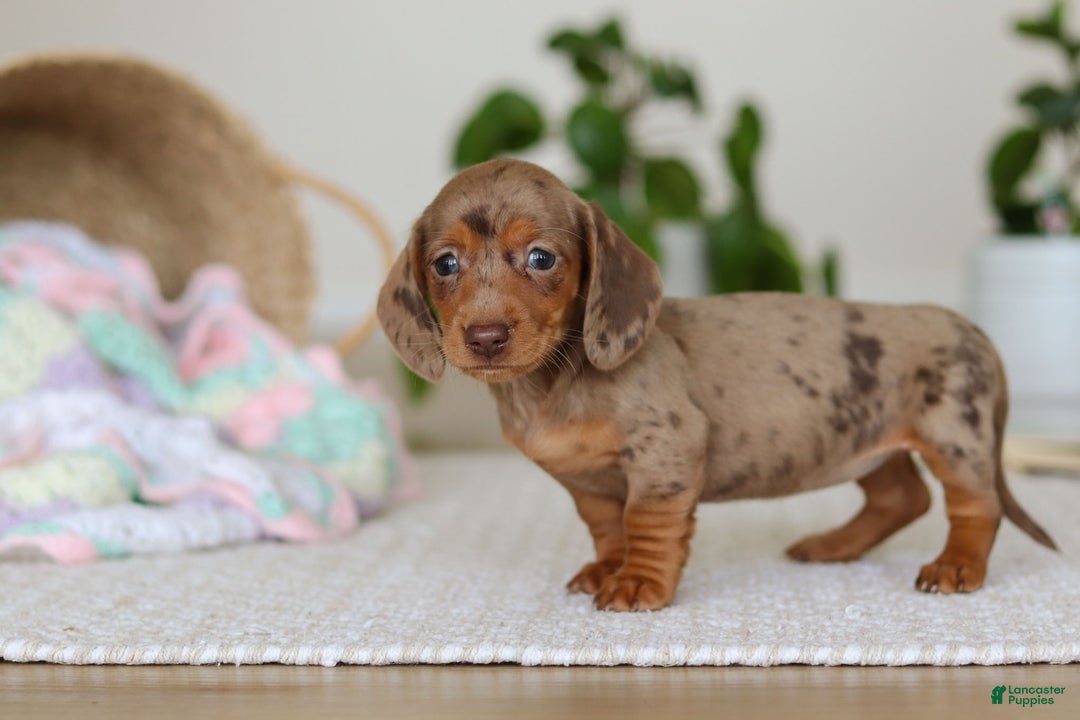 Miniature Dachshund dogs for sale: Bella - Ad 6