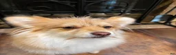 Mixed Breed dogs for sale: Bolita  - Ad 3