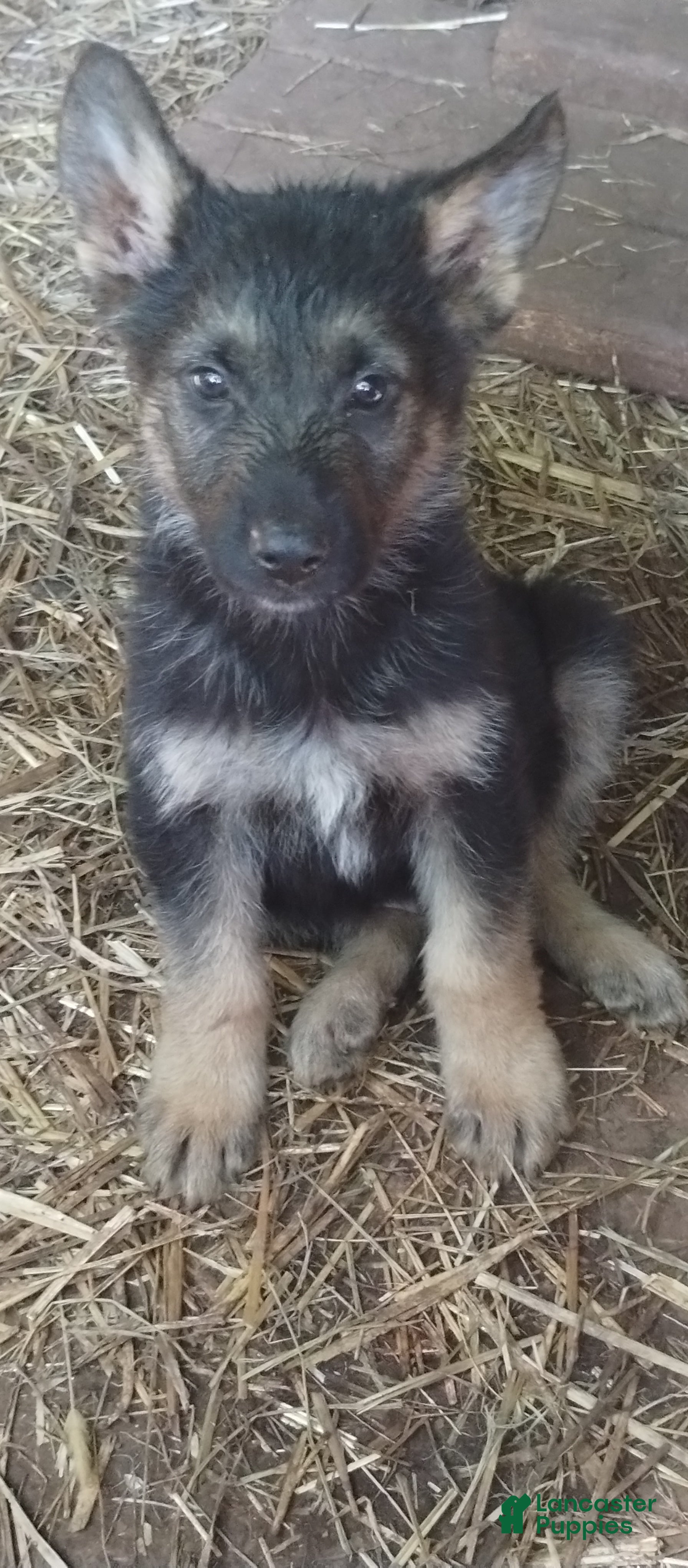 German Shepherd dogs German Shepherd Puppy 6 - Ad 36