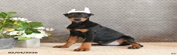 Doberman Pinscher dogs for sale: Zara - Ad 5