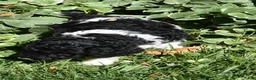 Standard Poodle dogs for sale: Standard Poodle 3 Black Tri - Ad 4