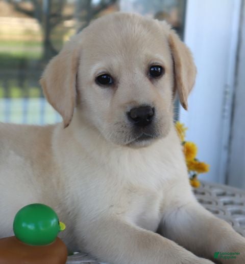 Labrador Retriever dogs for sale: Houston - English Champ lines - Ad 2