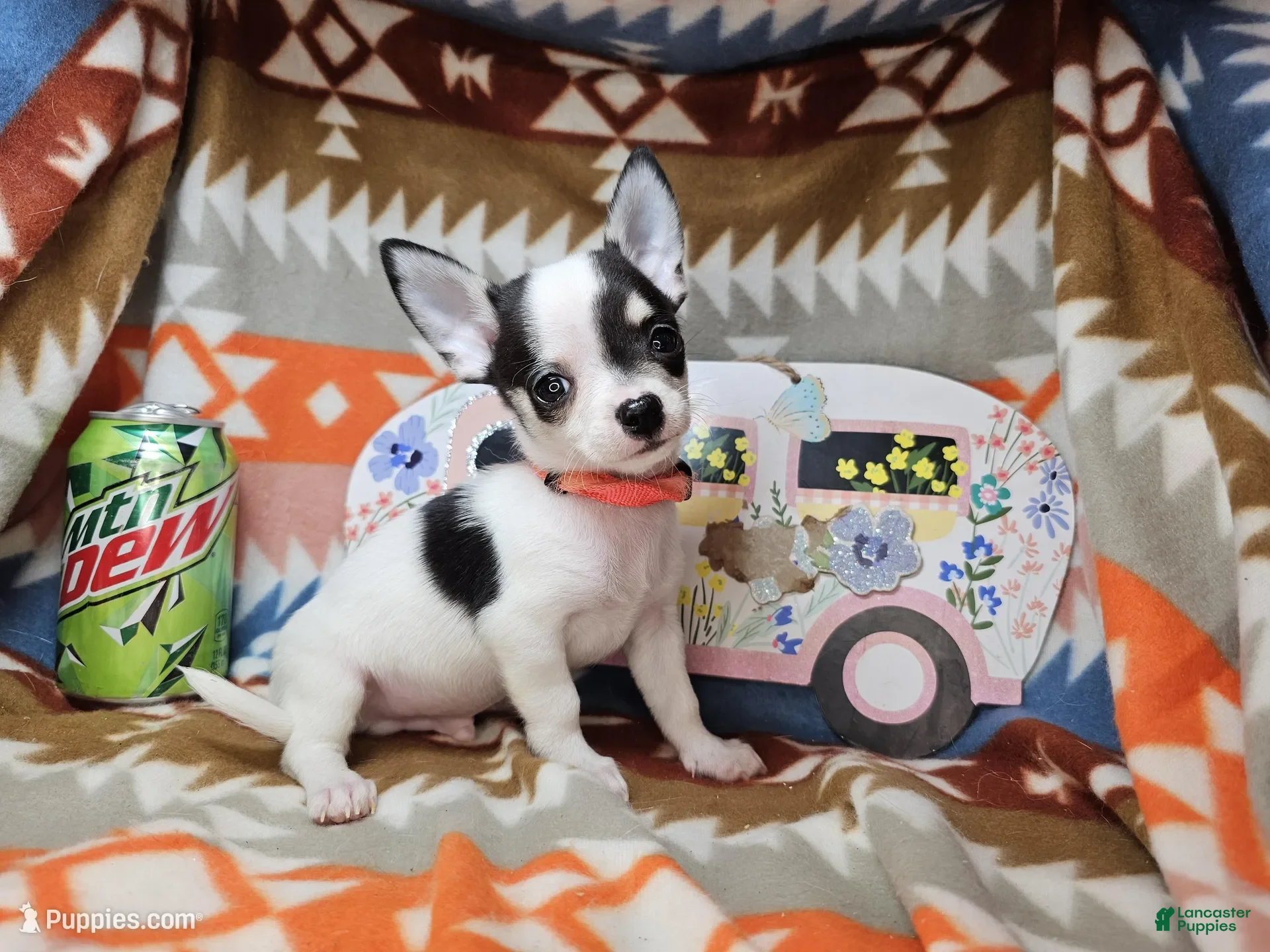 Chihuahua dogs Bo Jango - Ad 40