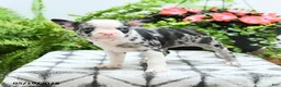 Boston Terrier dogs for sale: Alexia - Ad 2