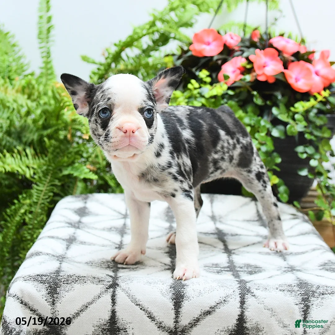 Boston Terrier dogs for sale: Alexia - Ad 2
