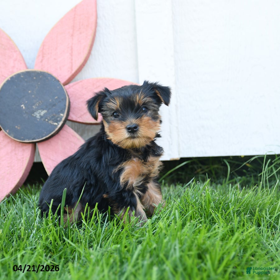 Yorkshire Terrier dogs Colton - Ad 1