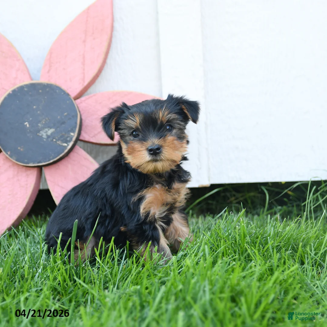 Yorkshire Terrier dogs for sale: Colton - Ad 1