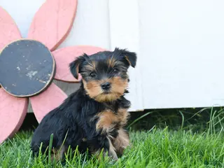 Yorkshire Terrier dogs for sale: Colton - Ad 1