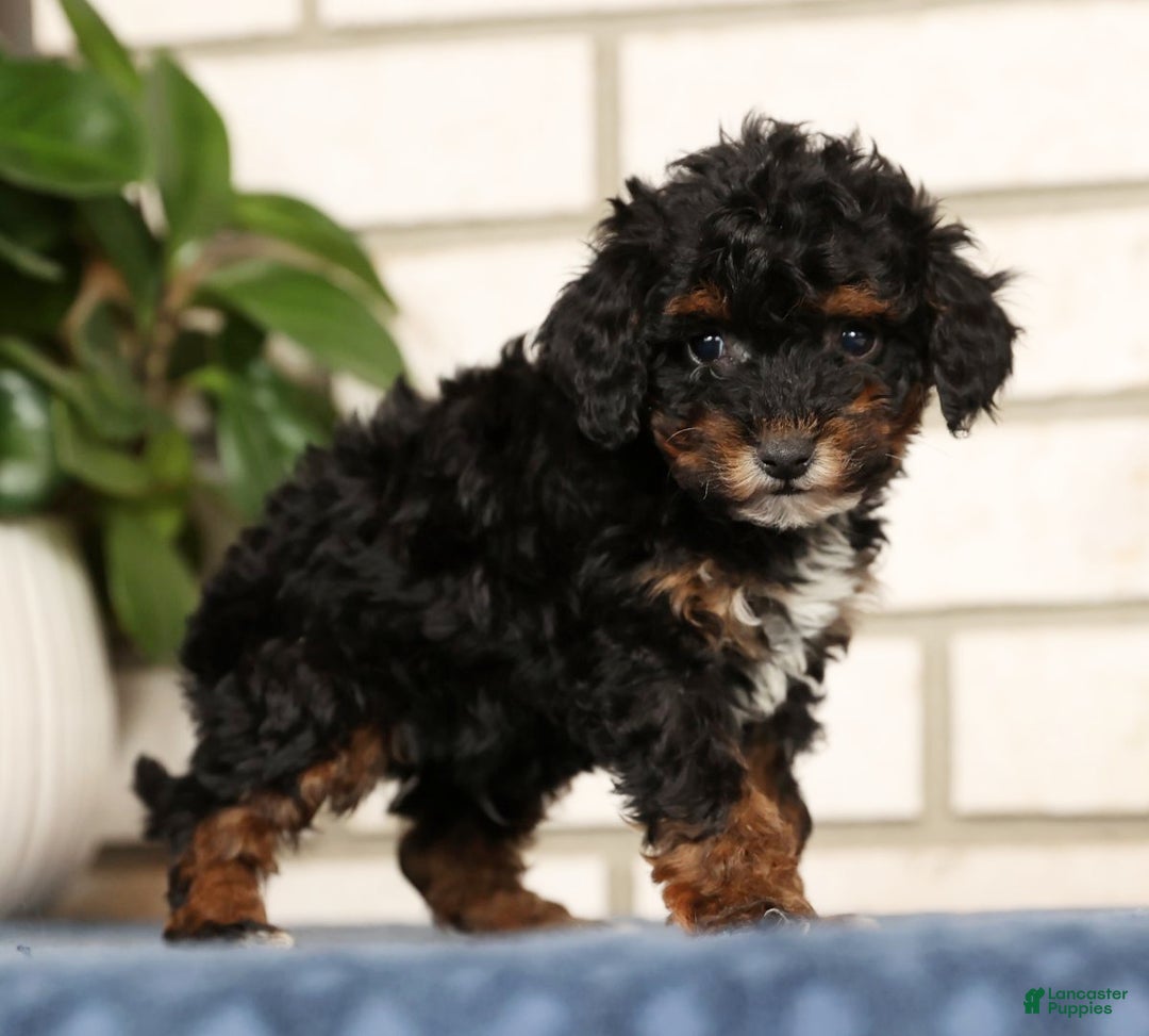 Havapoo dogs for sale: Ender - Ad 5