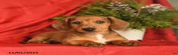 Miniature Dachshund dogs for sale: Frosty  - Ad 2