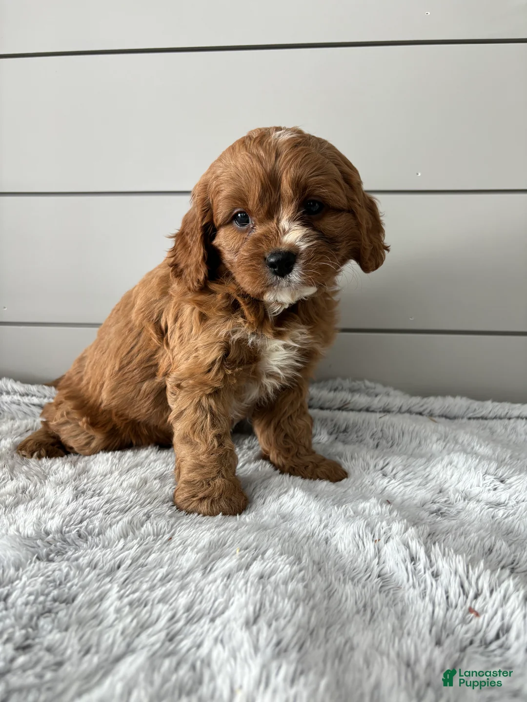 Cavapoo dogs for sale: Lily  - Ad 4