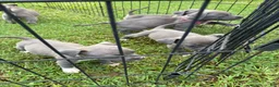 American Pit Bull Terrier dogs for sale: Donatello Versace  - Ad 16