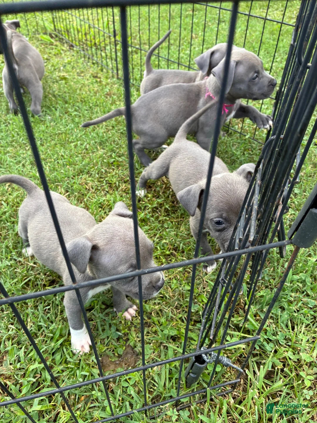 American Pit Bull Terrier dogs for sale: Donatello Versace  - Ad 16