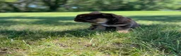 French Bulldog dogs for sale: Chewy - Ad 4