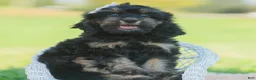 Cavapoo dogs for sale: Daisy - Ad 7